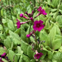 Primula japonica violet-flowered